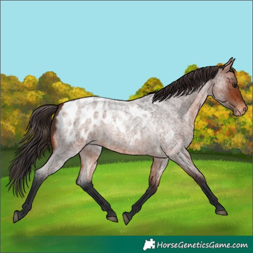 Horse Color:Bay Roan Blanket 