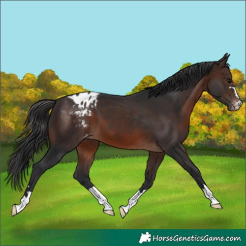 Horse Color:Brown Appaloosa 