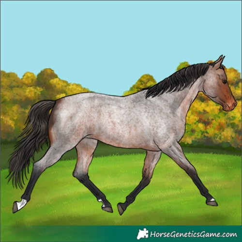 Horse Color:Bay Roan Appaloosa 