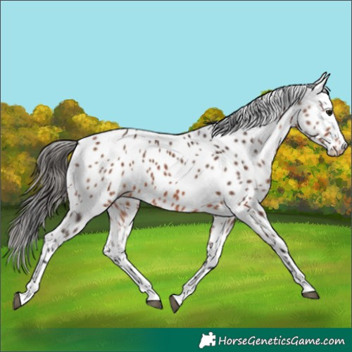 Horse Color:Bay Leopard 