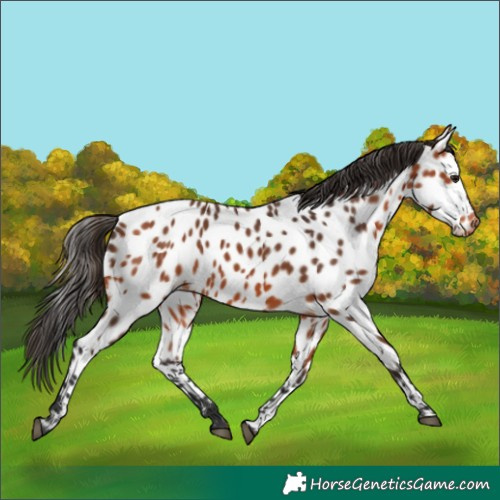 Horse Color:Bay Appaloosa 