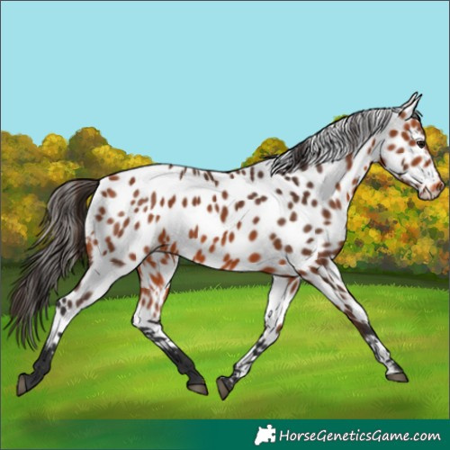 Horse Color:Bay Near Leopard