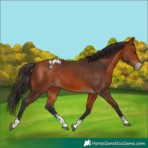 Horse Color:Bay Appaloosa