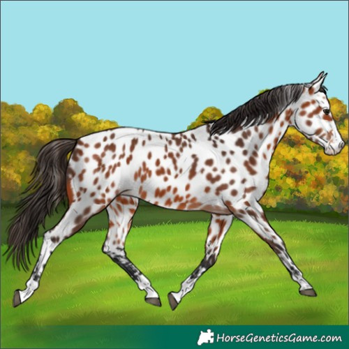Horse Color:Bay Near Leopard 
