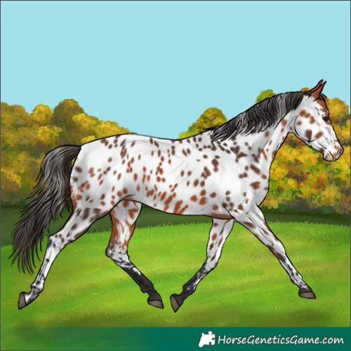 Horse Color:Bay Near Leopard 