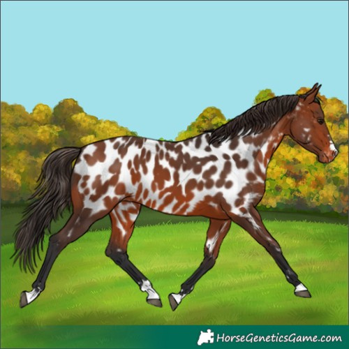 Horse Color:Bay Near Leopard 