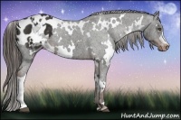 Horse Color:White Spotted Liver Chestnut Appaloosa 
