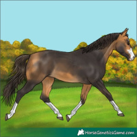 Horse Color:Buckskin 