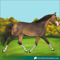Horse Color:Buckskin 