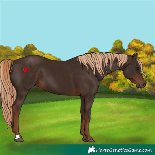 Horse Color:Liver Chestnut 