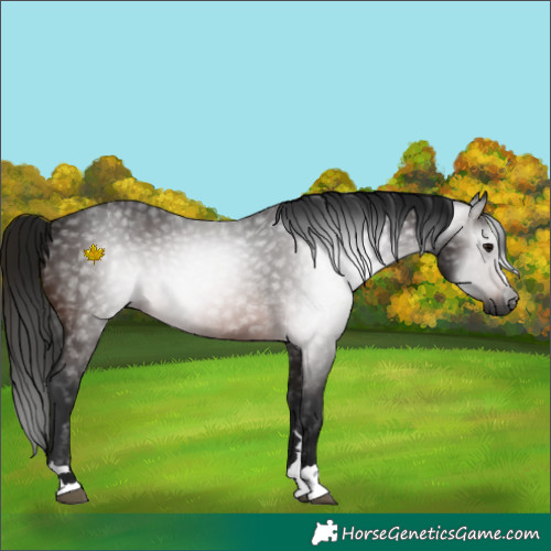 Horse Color:Gray Bay