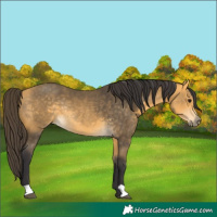 Horse Color:Buckskin Rabicano