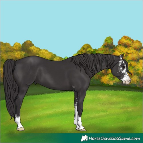 Horse Color:Smoky Black Sabino