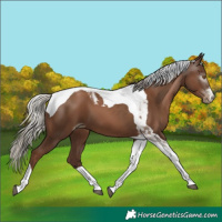 Horse Color:Gray Silver Black Pearl Tobiano 