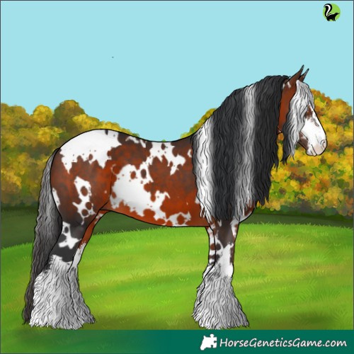 Horse Color:White Spotted Brown