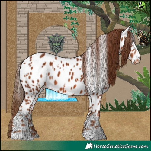 Horse Color:White Spotted Chestnut Appaloosa 