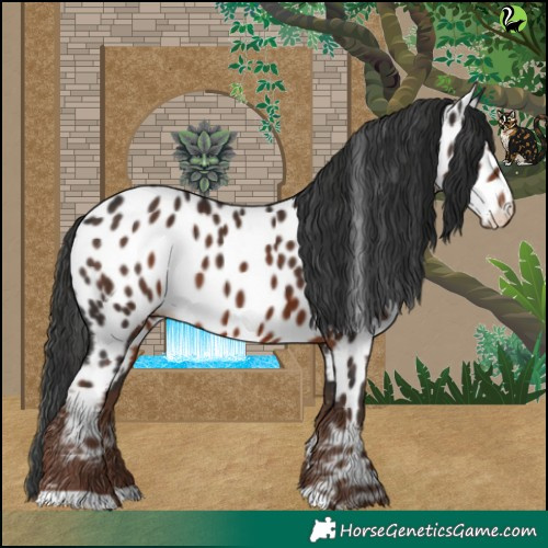 Horse Color:Liver Chestnut Appaloosa 