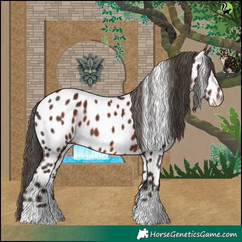 Horse Color:Liver Chestnut Appaloosa 