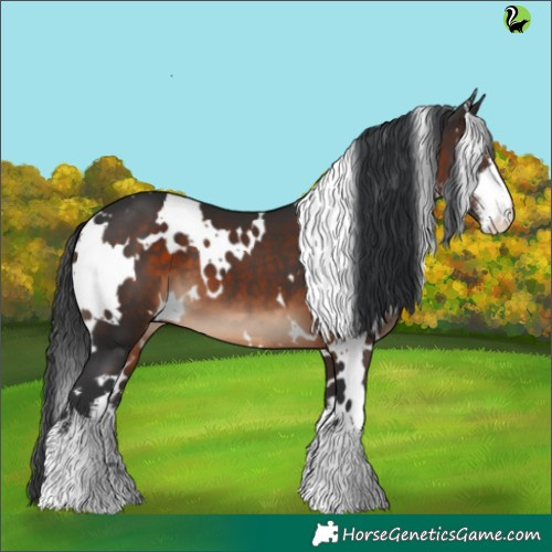Horse Color:White Spotted Brown 