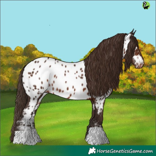 Horse Color:Liver Chestnut Appaloosa 