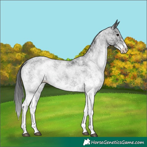 Horse Color:White Spotted Black
