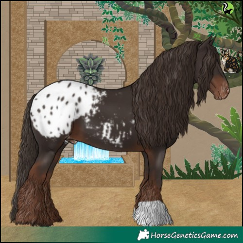 Horse Color:Liver Chestnut Appaloosa 