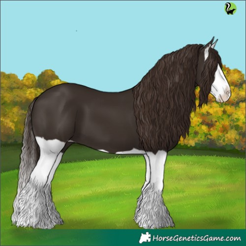 Horse Color:Liver Chestnut Splash 