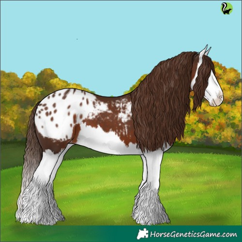 Horse Color:White Spotted Liver Chestnut Splash Appaloosa 