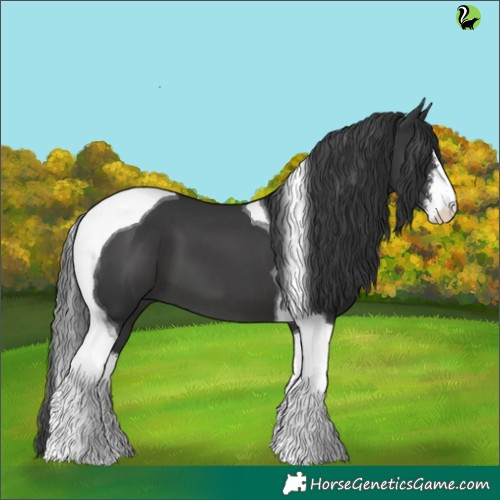 Horse Color:White Spotted Black Tobiano 