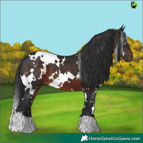 Horse Color:White Spotted Brown 
