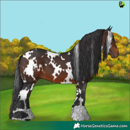 Horse Color:White Spotted Brown 