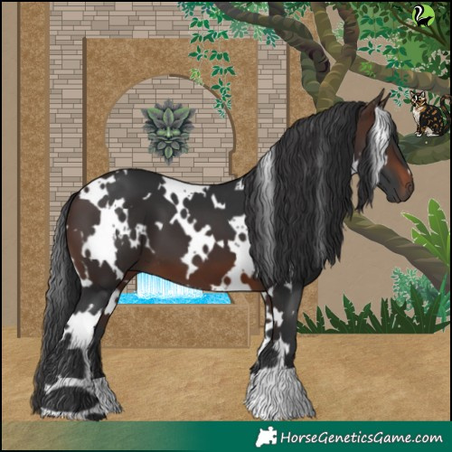 Horse Color:White Spotted Brown 