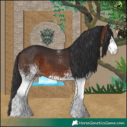 Horse Color:White Spotted Brown 