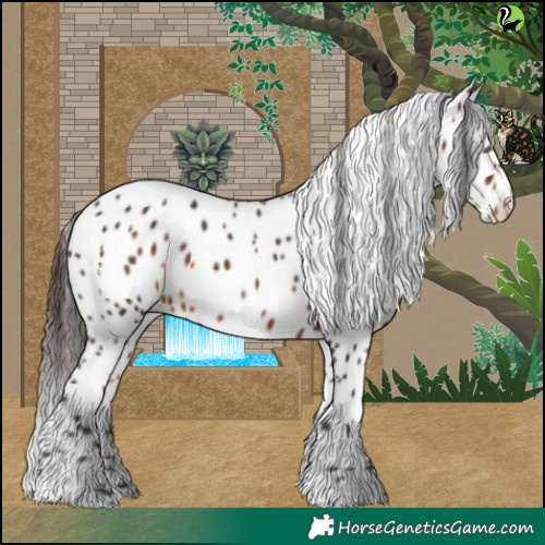 Horse Color:Brown Appaloosa 
