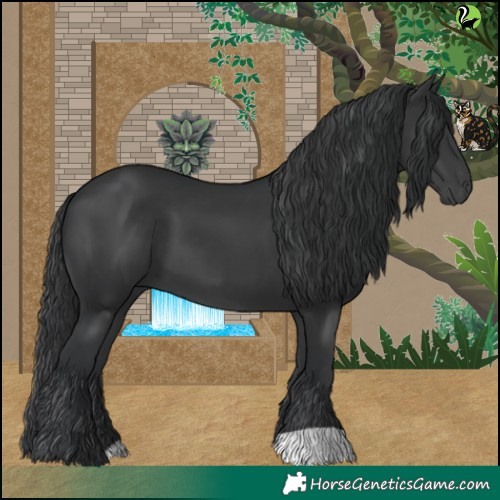 Horse Color:Black 
