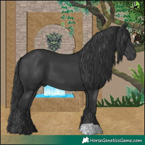Horse Color:Black 