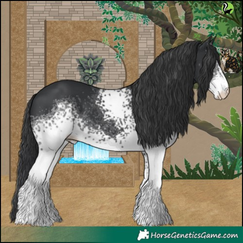 Horse Color:White Spotted Black 
