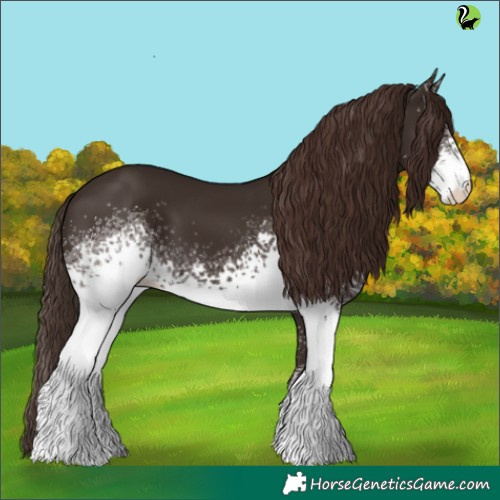 Horse Color:White Spotted Liver Chestnut