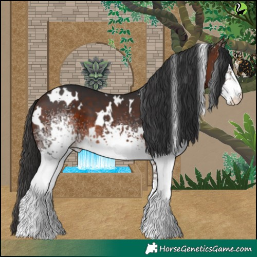 Horse Color:White Spotted Brown 