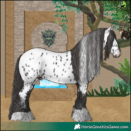 Horse Color:Smoky Black Near Leopard 