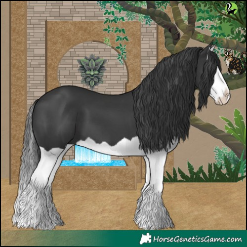 Horse Color:Black Splash 