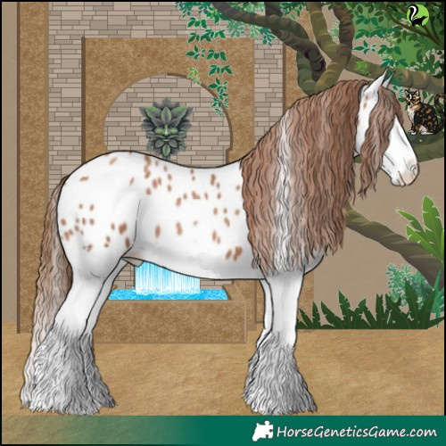 Horse Color:Black Pearl Splash Near Leopard 