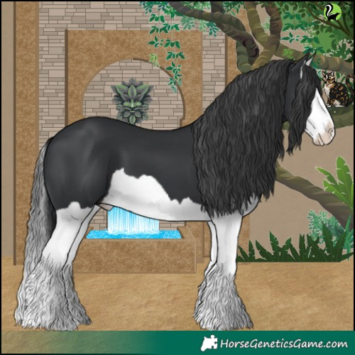 Horse Color:Black Splash 