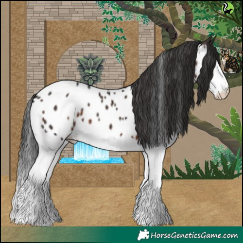 Horse Color:Brown Splash Near Leopard 