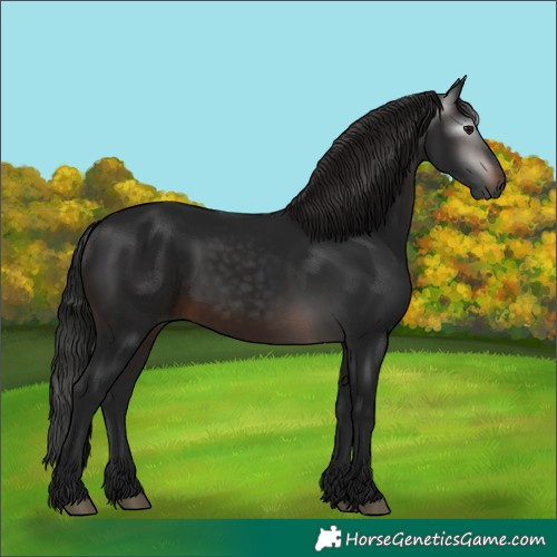 Horse Color:Gray White Spotted Brown 
