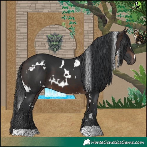 Horse Color:White Spotted Brown 