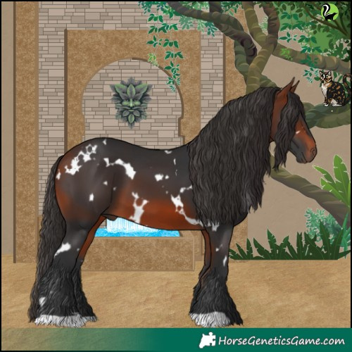 Horse Color:White Spotted Bay 