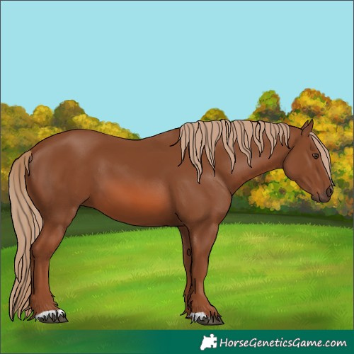 Horse Color:Chestnut 