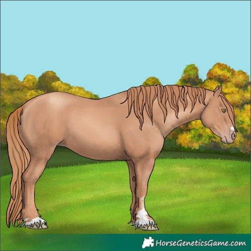 Horse Color:Gold Champagne