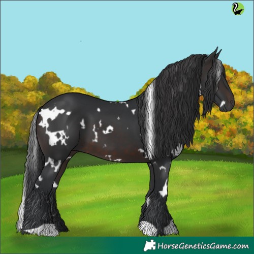 Horse Color:White Spotted Brown 